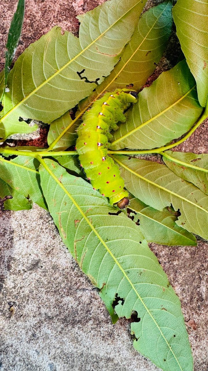 Silk Estates gallery frame 50