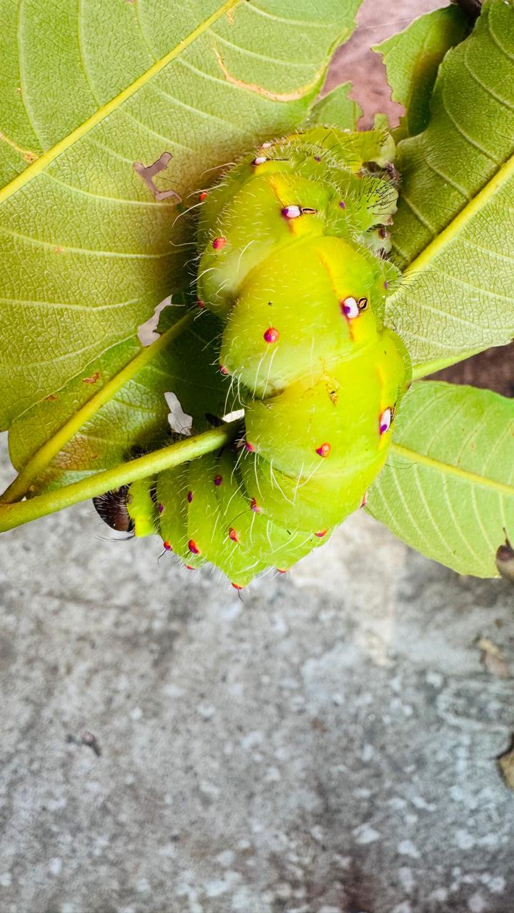 Guest area at Silk Estates